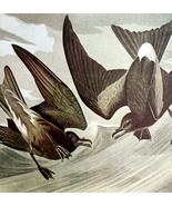 Leach&#39;s Petrel Bird 1950 Lithograph Art Print Audubon Nature 1st Edition... - $19.99