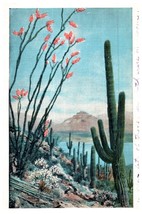 Ocotillo and Sahuaro In The Deserts Of Arizona Cactus Postcard Posted 1935 - £5.39 GBP