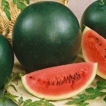 Semilir Heirloom Sugar Baby Watermelon 19 Seeds Non-Gmo Fresh Garden Seeds Fast  - £6.78 GBP