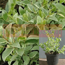 SEPTH Myrtus Com Compacta 5Gallon  variegated  Dwarf Myrtle Myrtus Communis live - £54.46 GBP