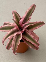 El Rey Cryptanthus bivittatus AKA Earth Star Bromeliad Starter Plant - £19.11 GBP