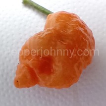 Pseudo spiral peach 10+ selected seeds - $2.95