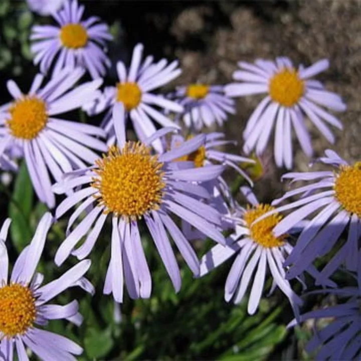  50 Seeds Aster -Wartburg star - £6.64 GBP