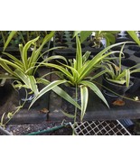 Spider plant 5 baby plants bare root - $9.00