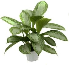 4&quot; Pot Aglaonema Silver Bay Chinese Evergreen Live Plant Indoor Low Light  - £62.11 GBP