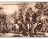 Palm Trees In Botanic Gardens Trinidad BWI UNP Davidson &amp; Todd DB Postca... - $8.86