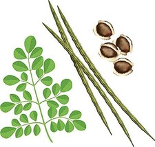 Fresh 50 Moringa Seeds Organic Large Size Pkm1 Variety Malunggay Shobhanjana Mir - $33.92