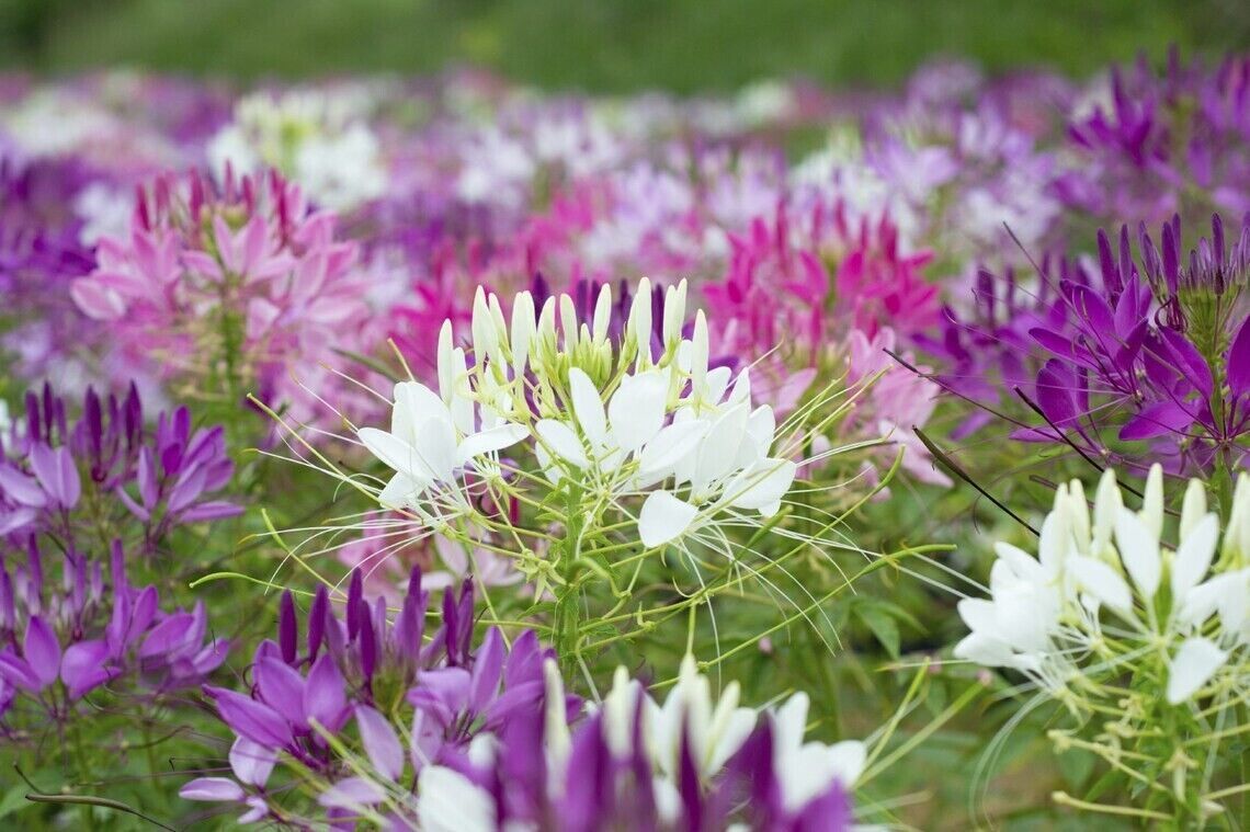 100 Purple Pink White Spider Seeds Clome Spinosa Perennial Fresh Gardening - $8.98