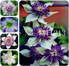 New Mix Clematis Seeds Fast Ship - £8.54 GBP