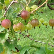 20 Pixwell Red Gooseberry Seeds Berries For Wonderful Jelly &amp; Leaves To Make Tea - $21.45