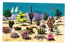 Vintage Postcard Cacti and Desert Flora Of The Great Southwest Painting Cactus - $9.50