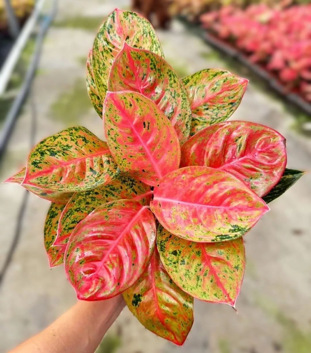 Aglaonema Firework, Chinese Evergreen, Lush Foliage, Air-purifying in 4 ... - $33.00