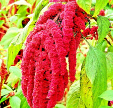 Grow in US 2000+ Amaranth Seeds Love Lies Bleeding Spring Flower Garden Heirloom - £7.47 GBP