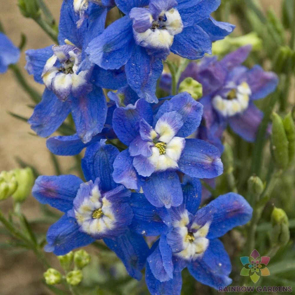 200 Summer Cloud Delphinium Seeds New Fast Shipping - $10.96