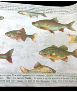 Brewster Wallcovering Wallpaper Border Fish 5 Yards Set Lot 2 Rolls 6.5&quot;... - €22,10 EUR