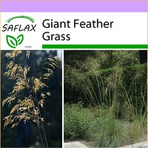 SAFLAX  - Giant Feather Grass - Stipa - 10 seeds  - $4.55