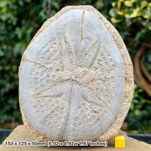 Genuine Giant Echinoid Fossil (Dendraster), Miocene Era, West Java, Indo... - $212.33