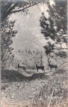 Black and White Photo of 3 Deer in a Clearing RPPC Postcard - £8.66 GBP