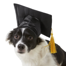 Pet Graduation Cap Puppy Hat Black Yellow Gold Tassel Dog Cat School S/M... - £7.75 GBP