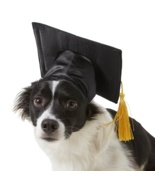 Pet Graduation Cap Puppy Hat Black Yellow Gold Tassel Dog Cat School S/M... - £7.75 GBP