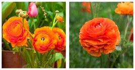 Ranunculus asiaticus Tecolote &#39;Sunset&#39; Persian Buttercup 10 Flower Bulbs - £24.22 GBP