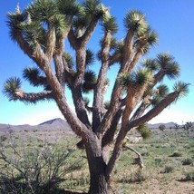 Fresh USA Seller 5 Yucca Brevifolia Seeds Joshua Tree Palm Tree White Flowers Ca - £14.30 GBP