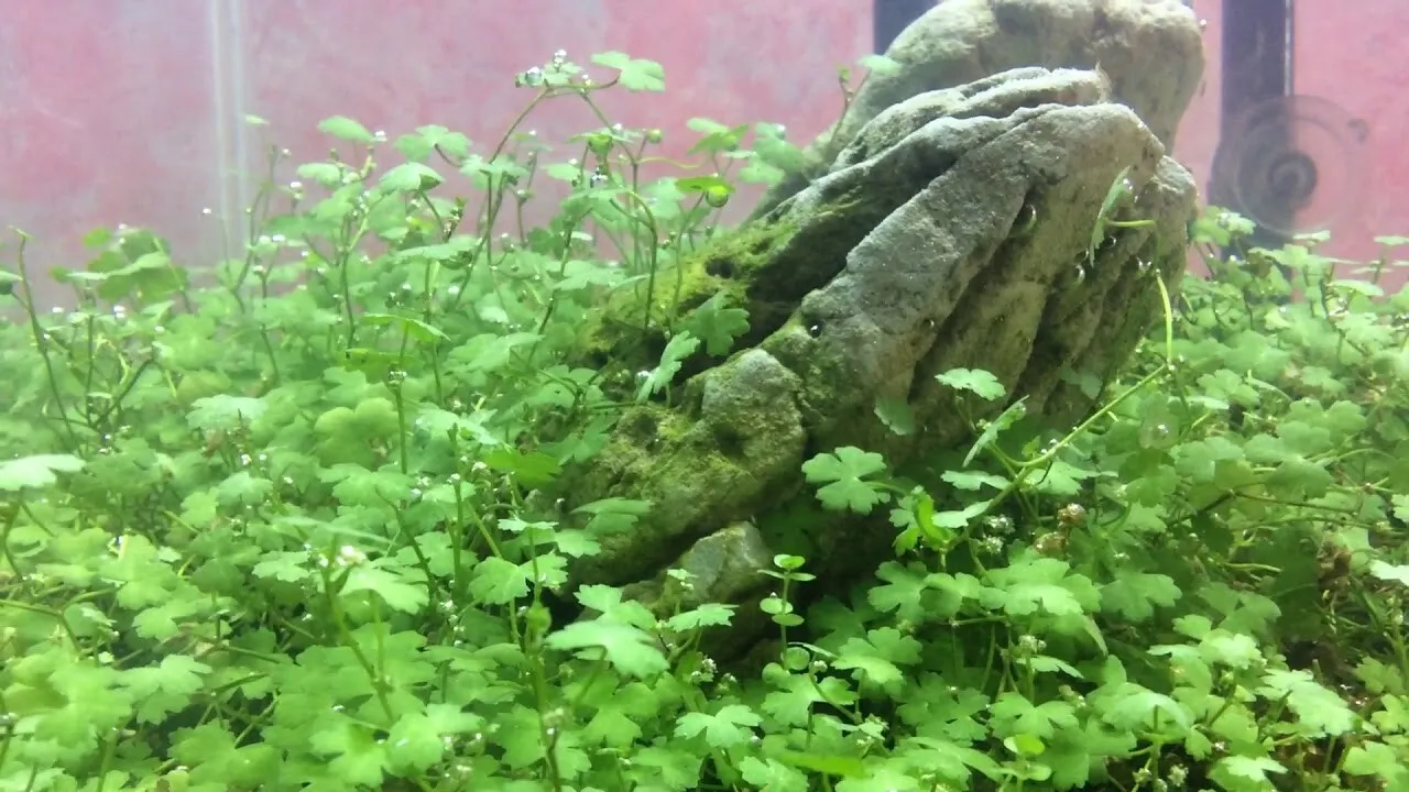 3&quot;x5&quot; Mat Dwarf PennyWort Japan Hydrocotyle Tripartita Premium  - $25.58