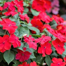 50 Dwarf Red Impatiens Scarlet Walleriana Sun Or Full Shade Flower Seeds US Sell - £5.75 GBP