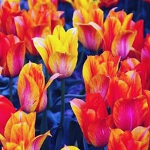 4 or 8 TULIP El Nino | Changing Colors Flowers from Yellow to red FREE SHIPPING - $10.88+