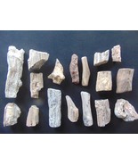 collection of petrified wood branch pieces - £14.76 GBP
