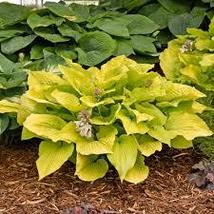 1.hosta COAST TO COAST 2.5&quot; pot  Live Potted Plantfor Home Garden - £23.59 GBP