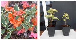 Bambino Orange Well Rooted Live VARIEGATED Bougainvillea starter/plug plant* - £37.74 GBP