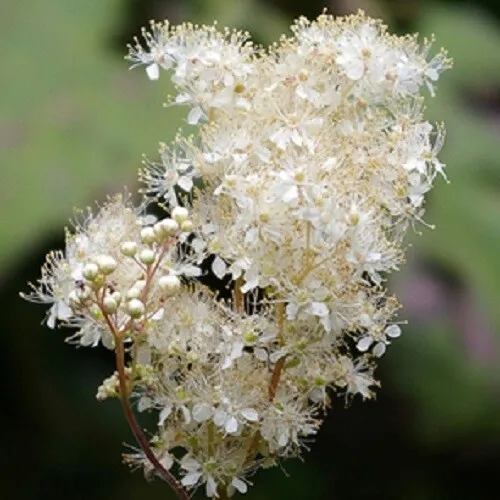 20 Queen Of The Meadow Filipendula Ulmaria Meadowsweet Native White Flow... - £7.86 GBP