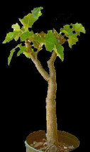 Biodiesel plant Jatropha curca bonsai rare succulent bonsai cacti seed 1... - $16.99