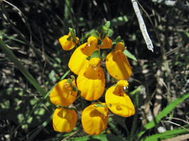 FROM US 40 Seeds Calceolaria Corymbosa Floccosa GV18 - £25.73 GBP