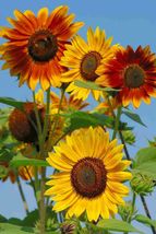 25 Seeds Evening Sunset Blend Sunflower for Planting - £15.11 GBP