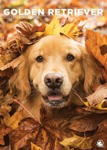 Golden Retriever Dog  A3 Calendar 2025 - Dog- Month To View - Wirobound. - $15.57