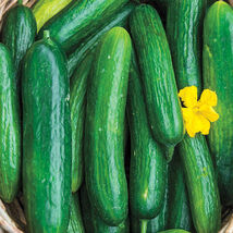 Beit Alpha Cucumber Seeds, Persian or Lebanese Cucumber, Burpless, FREE ... - €1,36 EUR+