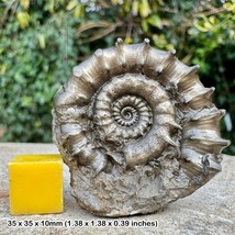 Genuine Eteoderoceras Pyrite Ammonite Fossil - Jurassic Coast, Lyme Regis, - $44.36