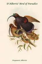 Drepanoris Albertisi - D&#39;Albertis&#39; Bird of Paradise by John Gould - Art Print - £17.68 GBP+