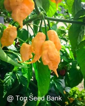 5 Jays Peach Bhut Jolokia Pepper Ghost Scorpion Chili Fresh Gardening US... - $12.78