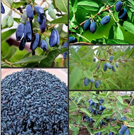 Lonicera Caerulea Fruit Seeds, Home Garden Plants Honeyberry Blueberry Seeds