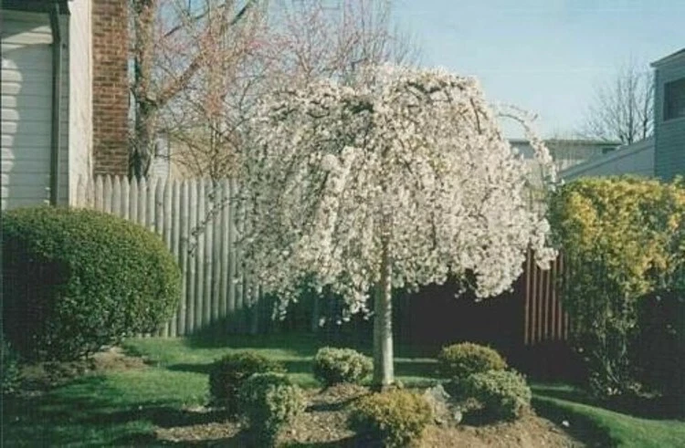 Cherrys Shidares Yeodensis Yoshinos 2 Weeping Trees Outdoors Live Plant ... - $122.42 CAD