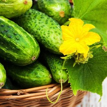 20 Vegetable Seeds Boston Pickling Cucumber Sweet &amp; Dill Fresh Usa Seller - $14.67