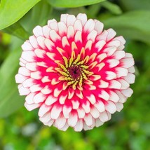 100 Ice Queen Zinnia Elegans Bicolor Double Pink Red White Flower Seeds US Selle - $7.45