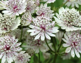 Astrantia major Great master wort Authentic Flower 15 Seeds - £6.27 GBP