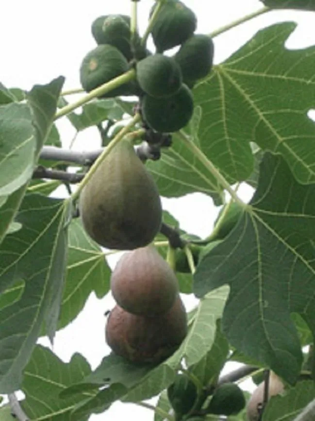 Ficus Carica - Fig - Plant - Starter Plant - Approx 6-9 Inch - £10.93 GBP