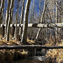 Wild nature 40&quot; x 40&quot; Print On Canvas Painting Wall Art For Wall Décor (... - $24.45