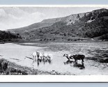 Cows Wading in Lake Gormire Thirsk England UK UNP WB Postcard N13 - $6.88