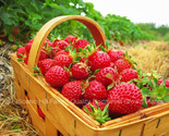 Eclair Strawberry Plants - Extra Sweet and Fragrant Berries - $16.78+